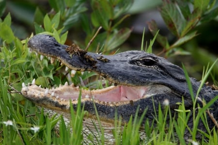 Alligator - animal, alligator, reptile, head