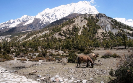 Grazing Horses with a Mountain Background - horses, mountains, animals, trees, nature