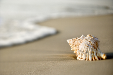 Ocean - beach, seashell, california, shell