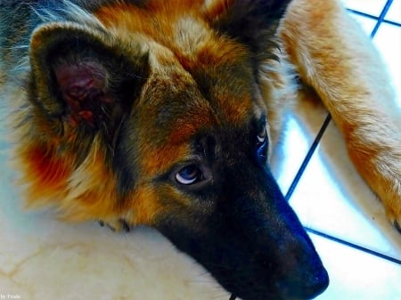 German Shepherd - paw, dog, german shepherd, head