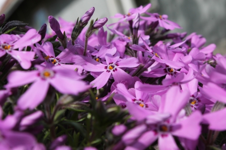 Purple flowers - flowers, leaves, purple, nature