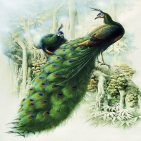 Green peacock