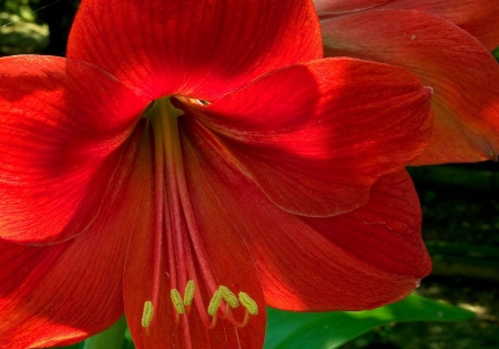 Red Lily - macro, petals, red, fkower