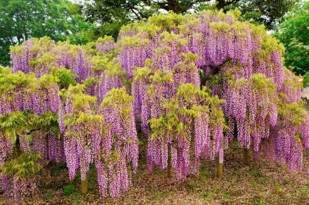 Spring Flowers - naturre, flowers, spring, pink