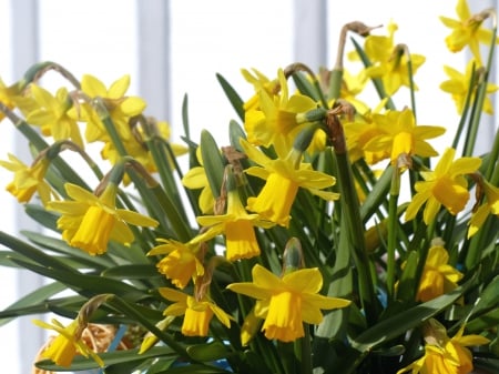 Happy Easter - daffodils, flowers, spring, wall