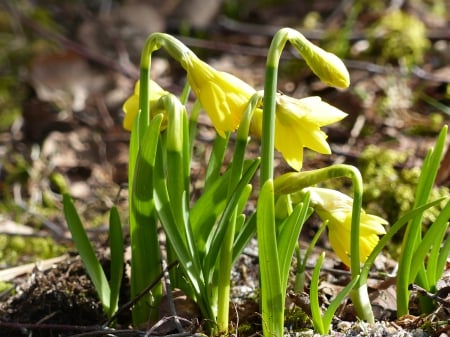 Spring - soil, yellow, Spring, green, Daffodils