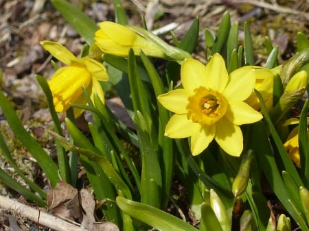 Spring - yellow, green, daffodils, flowers, garden, spring