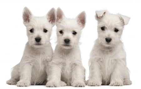 Puppies - white, puppy, adorable, dog, animal, cute