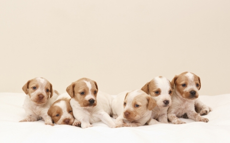 Puppies - white, animal, cute, dog, puppy, sweet