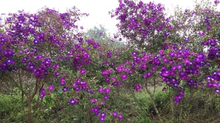 Purple flowers - beautiful, flower, purple, pretty