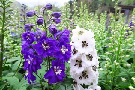 Delphinium - ornamental horticulture, elegant, flower, beautiful