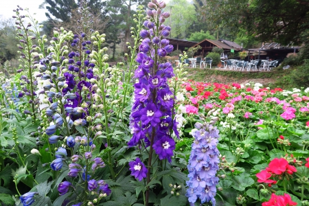 Delphinium - Ornamental Horticulture, Elegant, flower, beautiful