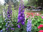 Delphinium