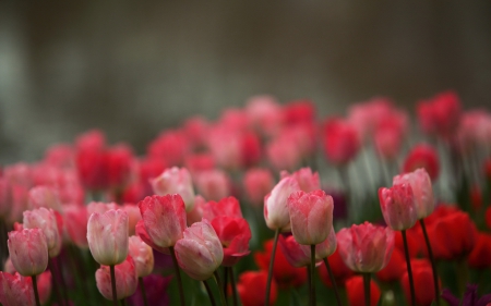 Tulips - flowers, tulips, nature, pink