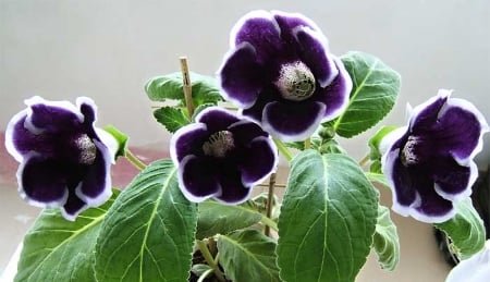 Lovely Color - dark purple, garden, flower, beautiful