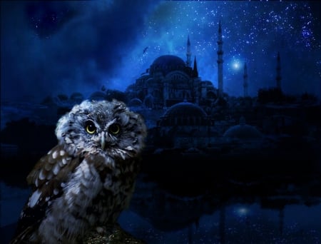 BLUE OWL - sky, stars, reflection, castle, blue, night, owl, bird