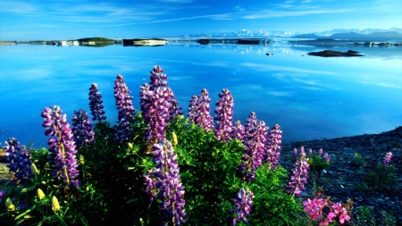 Lupines At Glacier Lake - water, blue, beautiful, flowers, purple, green, glacier, stone beach, lake, mountains