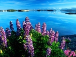 Lupines At Glacier Lake