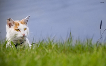 cute cat - cat, sky, feline, grass