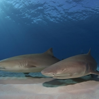 sharks in shallow water