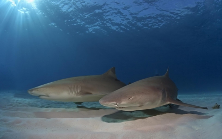 sharks in shallow water - seabed, ocean, water, sharks