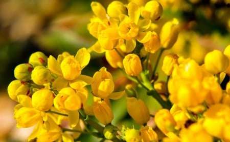 Yellow spring flower - freshness, fragrance, lovely, spring, yellow, pretty, beautiful, scent, garden, flower