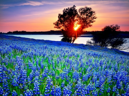 Lupin sunset - summer, sundown, beautiful, meadow, lovely, flower, tree, glow, sunset, field, sky, lupin