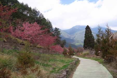 Mountain road - Mountain, cloud, road, Cherry blossom