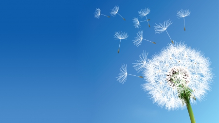 Abstract Dandelions - dandelions, nature, skies, abstract