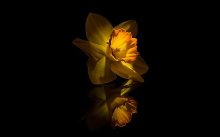 Lovely Flowers - nature, yellow, reflection, flower