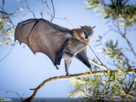 Bat - bats, bat, trees, beautiful, mammals, animals, scary