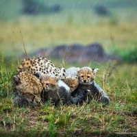 Cute cubs