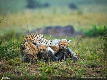 Cute cubs - cubs, cats, beautiful, animals, cheetah, grass, cute