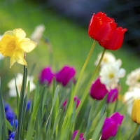 colorful spring flowers