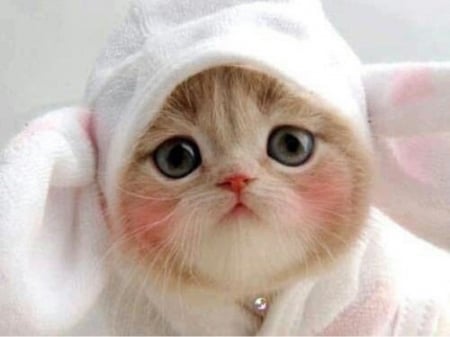 simply cute - cute, animals, cats, kitten