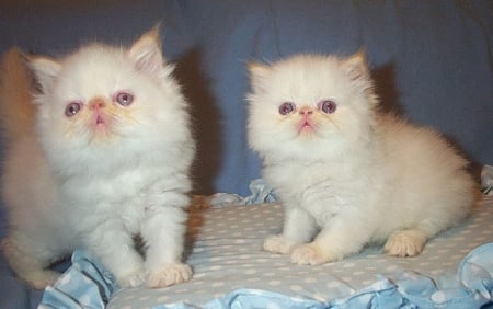 two white puffies - white, two, cats, animals, kittens, puffies