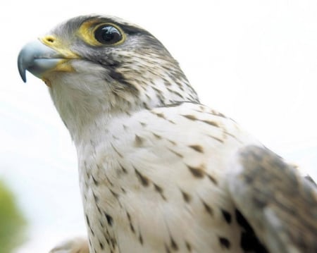 Falcon - animals, predators, wallpaper, hd, nature, wilderness, wild, predatory birds, falcon, birds