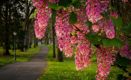 Spring Flowers - pink, park, green, flowers, road, spring