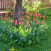 Red tulips