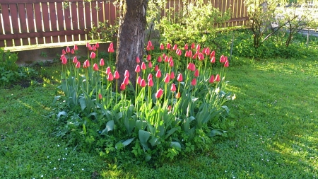 Red tulips - morning, nature, red, tulips, garden, spring