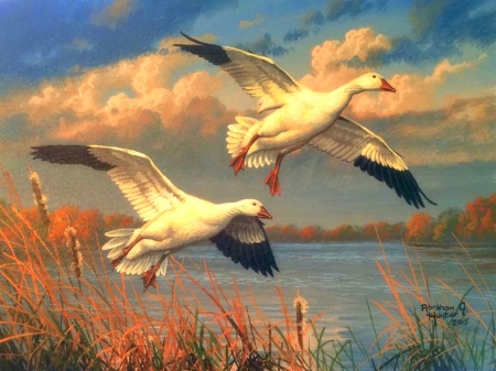 Snow Geese fly over the Lake - attractions in dreams, geeses, sky, autumn, animals, lakes, nature, flying, love four seasons, fall, clouds, paintings