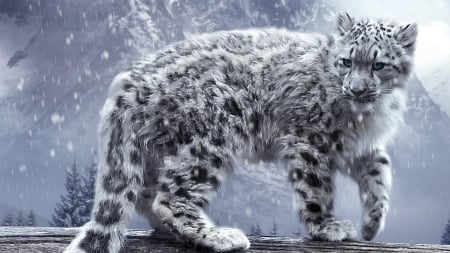 White Leopard - white, white leopard, leopard, snow, blue eyes, animal, winter, cute