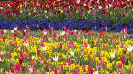 Tulips - signal red, tulips, 4k, churippu, white, tulipa gesneriana, yellow, red, pink, 3840x2160, orange, tulip, flowers, flower