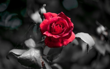 Rose - rose, background, flower, red