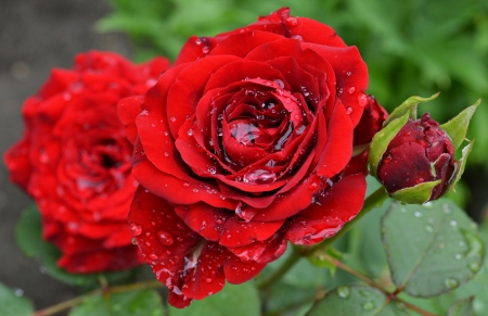 rose - red, drops, rose, petals, water, bush, macro