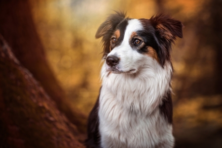 Border Collie - white, autumn, bonnie, dog, animal, orange, cute, border collie