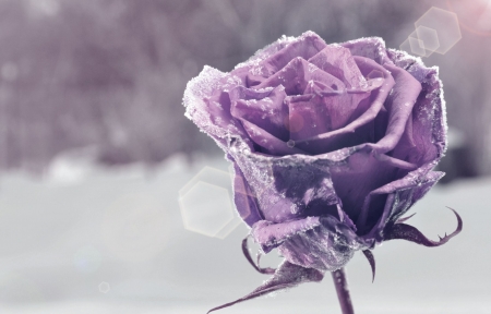 Rose - flower, purple, background, rose, bokeh, snow