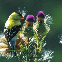 Cute Little Bird