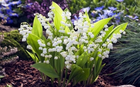 Lily of the Valley - pearls, blossoms, garden, spring