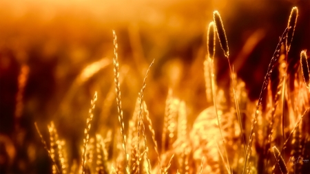 Sunset in Wheat Field - harvest, wheat, field, sunset, grass